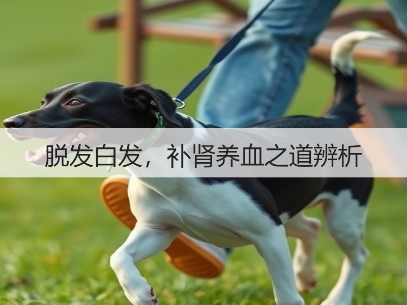 脱发白发，补肾养血之道辨析